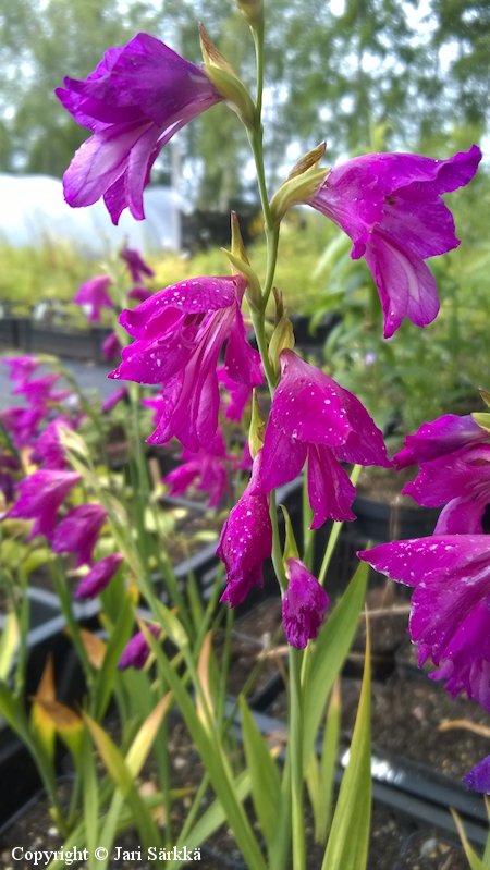 Gladiolus imbricatus idanmiekkalilja